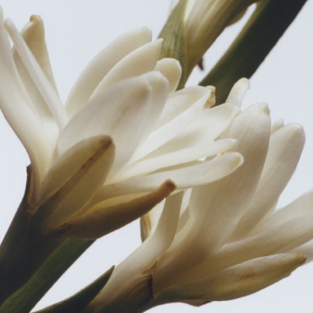 Tuberose Angelica